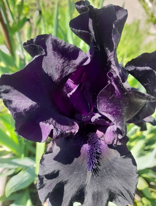 MOI-IRIS-IZ-GERMANII8abdce3c5335f128.jpg