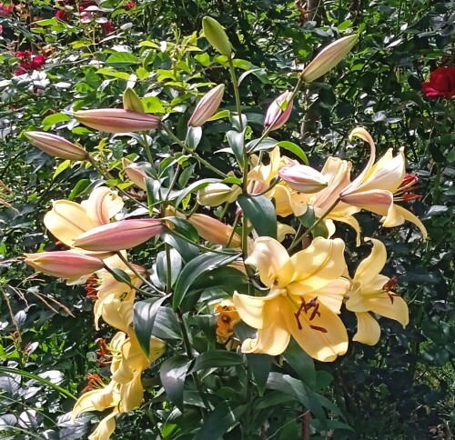 lily-26-199337b640642d184.jpg