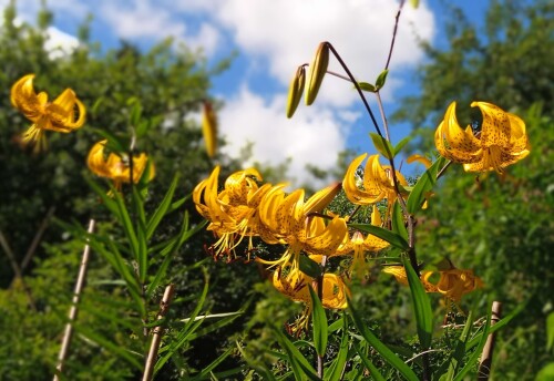 yellow-lily-23-7bd88912d6149a59c.jpg