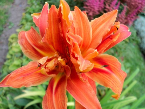APRICOT-BEAUTY91551a8011cf6dce.jpg