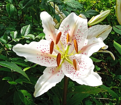 ost-lilyfda389809a0f371f.jpg